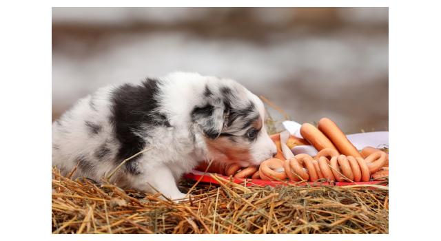 Щенки папийона (папильона) в питомнике Бон Плезир Щенки папийона (папильона) в питомнике Бон Плезир