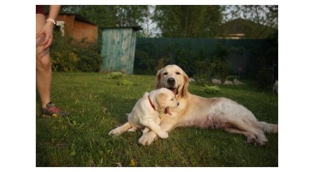 Щенки папийона (папильона) в питомнике Бон Плезир Щенки папийона (папильона) в питомнике Бон Плезир
