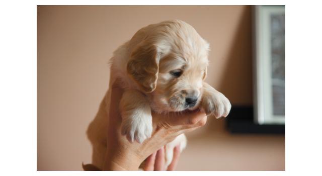 Щенки папийона (папильона) в питомнике Бон Плезир Щенки папийона (папильона) в питомнике Бон Плезир