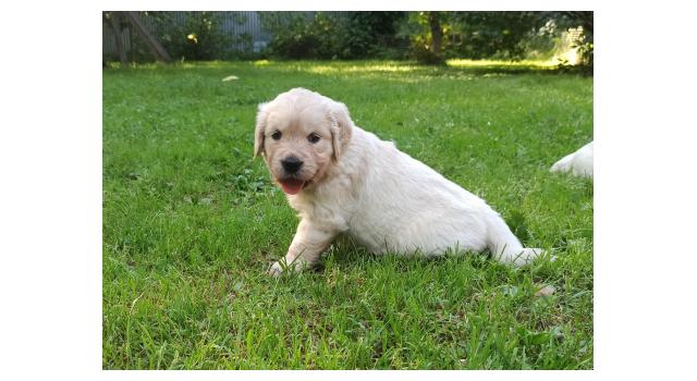 Щенки папийона (папильона) в питомнике Бон Плезир Щенки папийона (папильона) в питомнике Бон Плезир