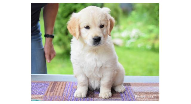 Щенки папийона (папильона) в питомнике Бон Плезир Щенки папийона (папильона) в питомнике Бон Плезир