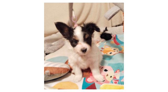 Щенки папийона (папильона) в питомнике Бон Плезир Щенки папийона (папильона) в питомнике Бон Плезир