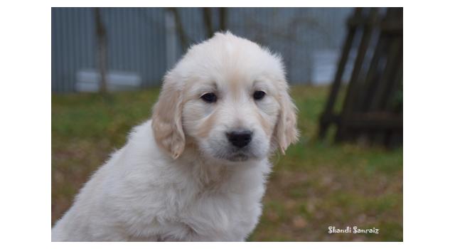 Щенки папийона (папильона) в питомнике Бон Плезир Щенки папийона (папильона) в питомнике Бон Плезир