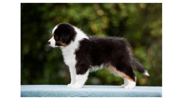 Щенки папийона (папильона) в питомнике Бон Плезир Щенки папийона (папильона) в питомнике Бон Плезир