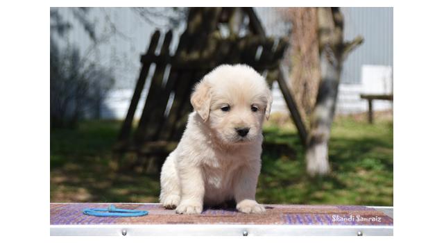 Puppies of papillon in Bon Plaisir Kennel Puppies of papillon in Bon Plaisir Kennel