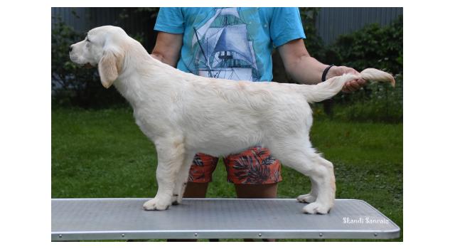 Puppies of papillon in Bon Plaisir Kennel Puppies of papillon in Bon Plaisir Kennel