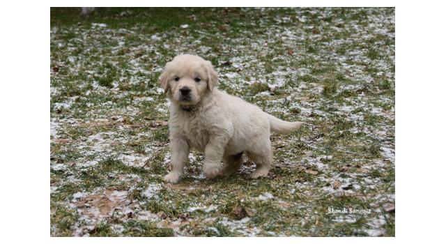 Щенки папийона (папильона) в питомнике Бон Плезир Щенки папийона (папильона) в питомнике Бон Плезир