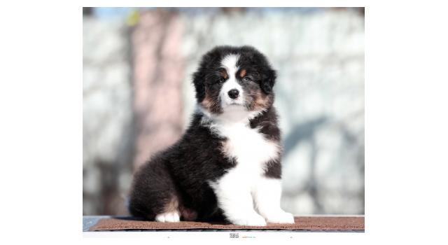 Щенки папийона (папильона) в питомнике Бон Плезир Щенки папийона (папильона) в питомнике Бон Плезир