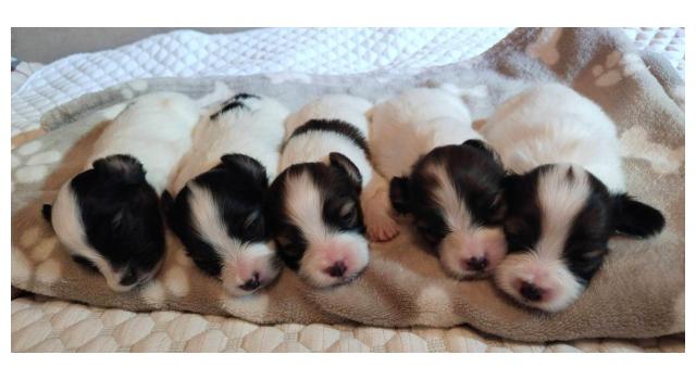 Щенки папийона (папильона) в питомнике Бон Плезир Щенки папийона (папильона) в питомнике Бон Плезир