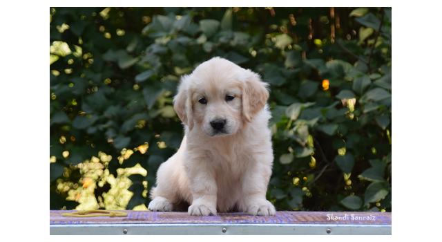 Щенки папийона (папильона) в питомнике Бон Плезир Щенки папийона (папильона) в питомнике Бон Плезир