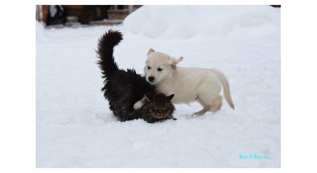 Щенки папийона (папильона) в питомнике Бон Плезир Щенки папийона (папильона) в питомнике Бон Плезир