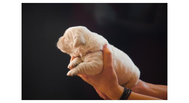 Щенки папийона (папильона) в питомнике Бон Плезир Щенки папийона (папильона) в питомнике Бон Плезир