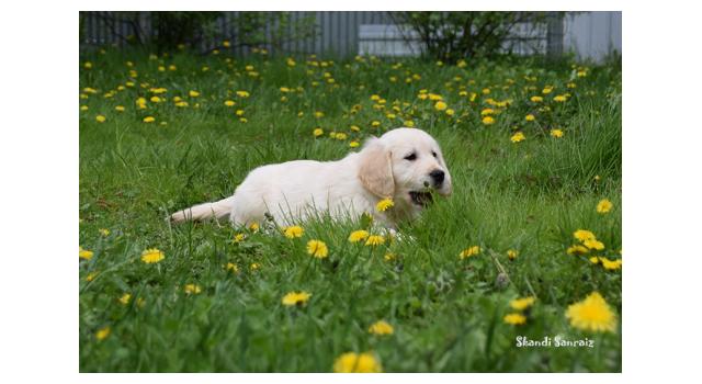 Puppies of papillon in Bon Plaisir Kennel Puppies of papillon in Bon Plaisir Kennel