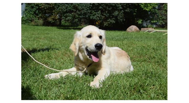 Щенки папийона (папильона) в питомнике Бон Плезир Щенки папийона (папильона) в питомнике Бон Плезир