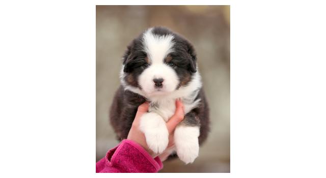 Щенки папийона (папильона) в питомнике Бон Плезир Щенки папийона (папильона) в питомнике Бон Плезир