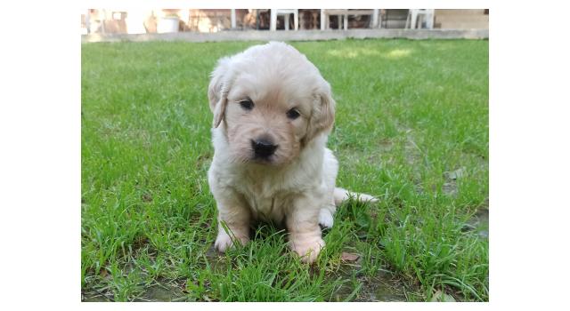 Щенки папийона (папильона) в питомнике Бон Плезир Щенки папийона (папильона) в питомнике Бон Плезир