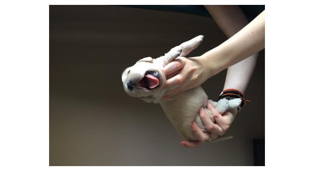 Щенки папийона (папильона) в питомнике Бон Плезир Щенки папийона (папильона) в питомнике Бон Плезир