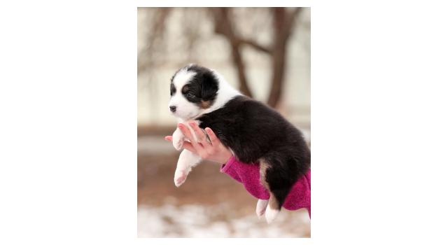 Щенки папийона (папильона) в питомнике Бон Плезир Щенки папийона (папильона) в питомнике Бон Плезир