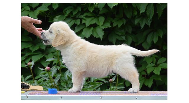 Щенки папийона (папильона) в питомнике Бон Плезир Щенки папийона (папильона) в питомнике Бон Плезир