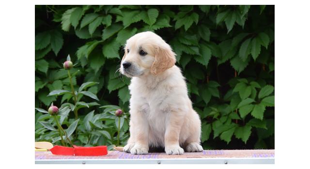Щенки папийона (папильона) в питомнике Бон Плезир Щенки папийона (папильона) в питомнике Бон Плезир