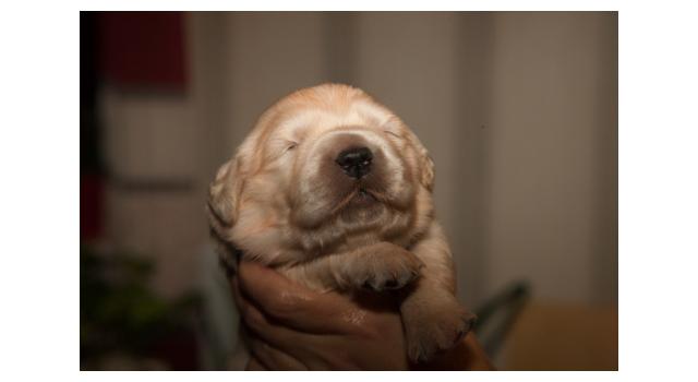 Щенки папийона (папильона) в питомнике Бон Плезир Щенки папийона (папильона) в питомнике Бон Плезир