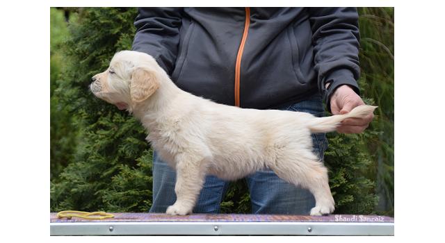 Puppies of papillon in Bon Plaisir Kennel Puppies of papillon in Bon Plaisir Kennel