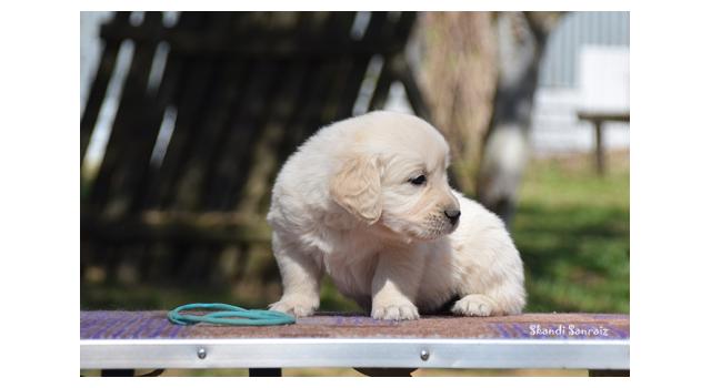 Puppies of papillon in Bon Plaisir Kennel Puppies of papillon in Bon Plaisir Kennel