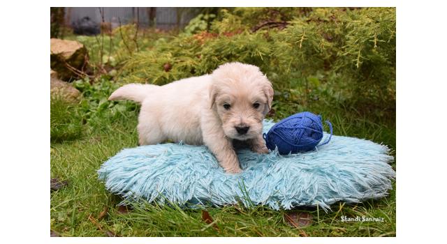 Щенки папийона (папильона) в питомнике Бон Плезир Щенки папийона (папильона) в питомнике Бон Плезир