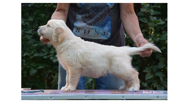 Щенки папийона (папильона) в питомнике Бон Плезир Щенки папийона (папильона) в питомнике Бон Плезир