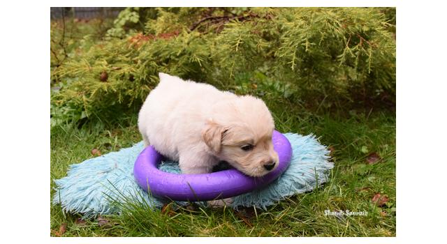 Щенки папийона (папильона) в питомнике Бон Плезир Щенки папийона (папильона) в питомнике Бон Плезир