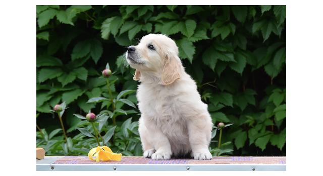 Щенки папийона (папильона) в питомнике Бон Плезир Щенки папийона (папильона) в питомнике Бон Плезир