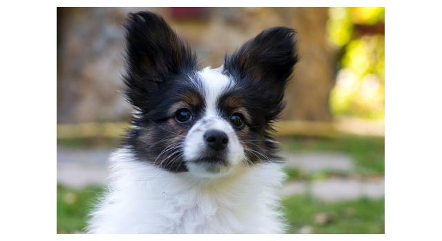 Щенки папийона (папильона) в питомнике Бон Плезир Щенки папийона (папильона) в питомнике Бон Плезир