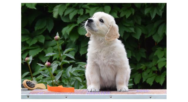 Щенки папийона (папильона) в питомнике Бон Плезир Щенки папийона (папильона) в питомнике Бон Плезир
