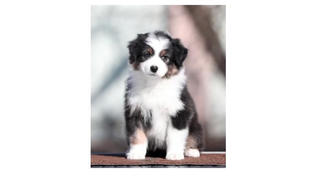 Щенки папийона (папильона) в питомнике Бон Плезир Щенки папийона (папильона) в питомнике Бон Плезир