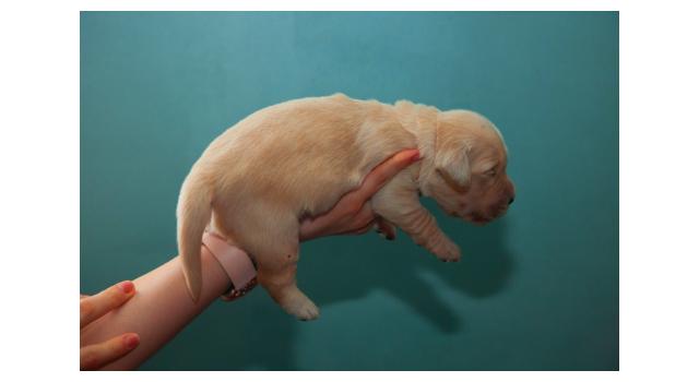 Щенки папийона (папильона) в питомнике Бон Плезир Щенки папийона (папильона) в питомнике Бон Плезир