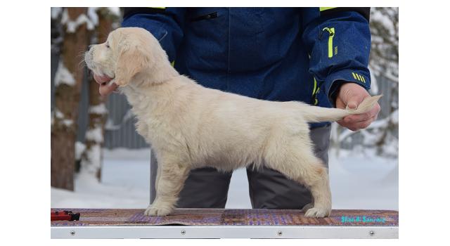 Щенки папийона (папильона) в питомнике Бон Плезир Щенки папийона (папильона) в питомнике Бон Плезир