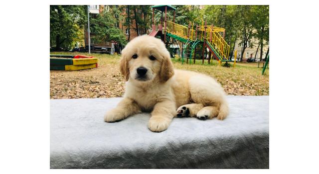 Щенки папийона (папильона) в питомнике Бон Плезир Щенки папийона (папильона) в питомнике Бон Плезир