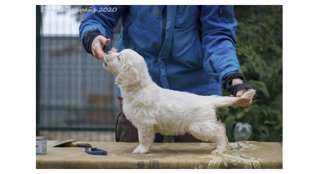 Щенки папийона (папильона) в питомнике Бон Плезир Щенки папийона (папильона) в питомнике Бон Плезир