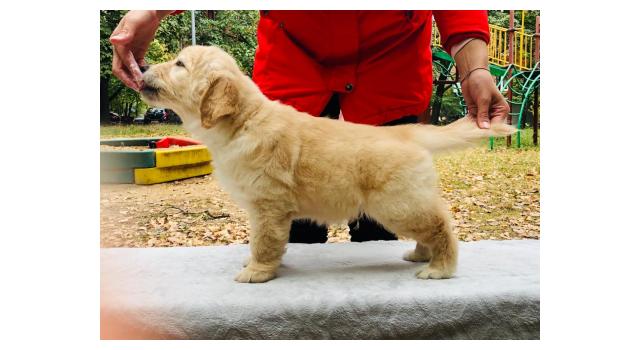 Щенки папийона (папильона) в питомнике Бон Плезир Щенки папийона (папильона) в питомнике Бон Плезир