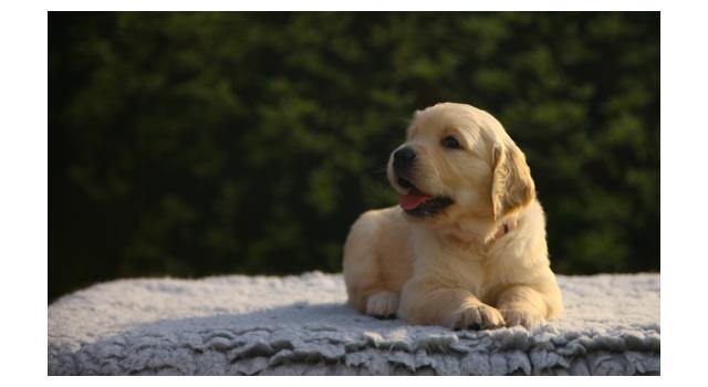Щенки папийона (папильона) в питомнике Бон Плезир Щенки папийона (папильона) в питомнике Бон Плезир
