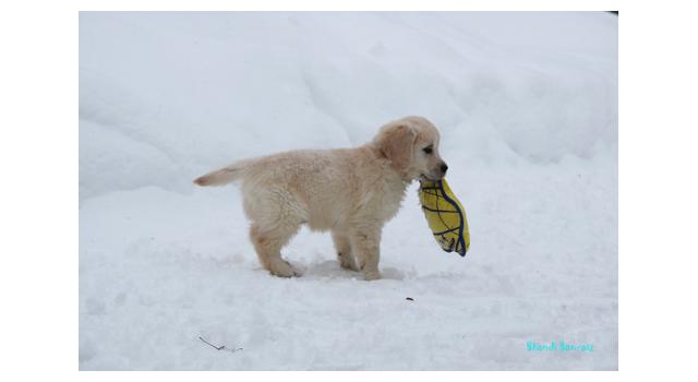 Щенки папийона (папильона) в питомнике Бон Плезир Щенки папийона (папильона) в питомнике Бон Плезир