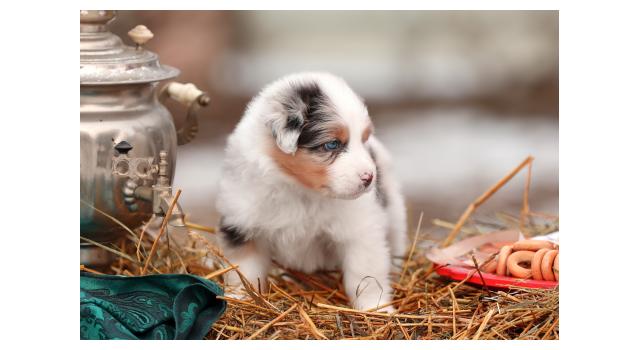 Щенки папийона (папильона) в питомнике Бон Плезир Щенки папийона (папильона) в питомнике Бон Плезир