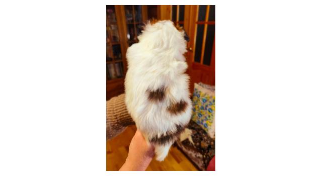 Щенки папийона (папильона) в питомнике Бон Плезир Щенки папийона (папильона) в питомнике Бон Плезир