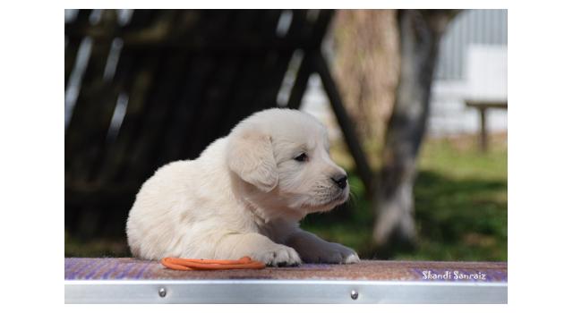 Puppies of papillon in Bon Plaisir Kennel Puppies of papillon in Bon Plaisir Kennel