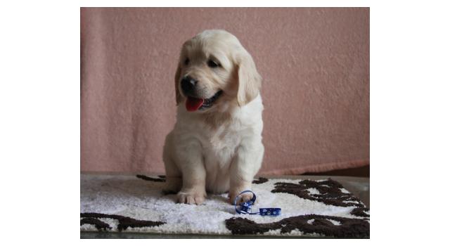 Щенки папийона (папильона) в питомнике Бон Плезир Щенки папийона (папильона) в питомнике Бон Плезир