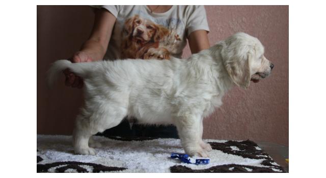 Щенки папийона (папильона) в питомнике Бон Плезир Щенки папийона (папильона) в питомнике Бон Плезир