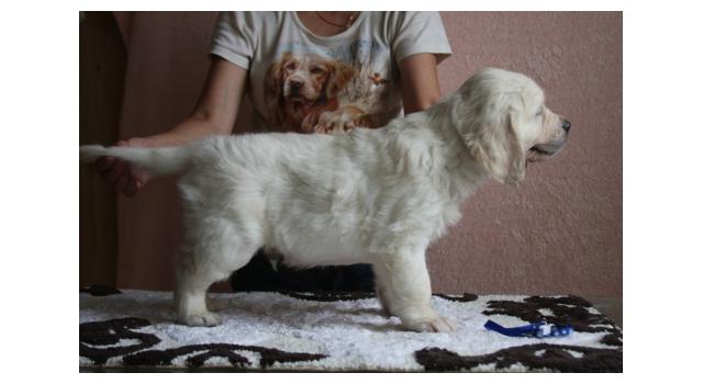 Щенки папийона (папильона) в питомнике Бон Плезир Щенки папийона (папильона) в питомнике Бон Плезир