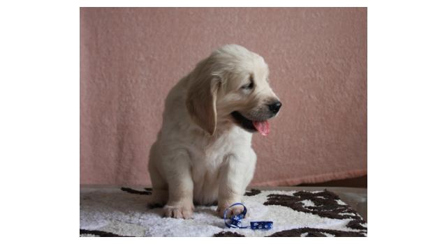 Щенки папийона (папильона) в питомнике Бон Плезир Щенки папийона (папильона) в питомнике Бон Плезир