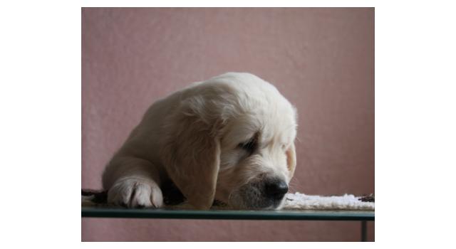 Щенки папийона (папильона) в питомнике Бон Плезир Щенки папийона (папильона) в питомнике Бон Плезир