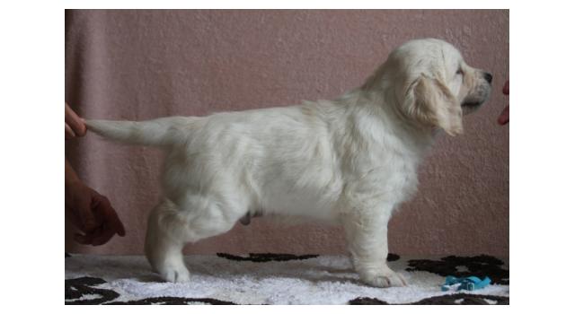 Щенки папийона (папильона) в питомнике Бон Плезир Щенки папийона (папильона) в питомнике Бон Плезир